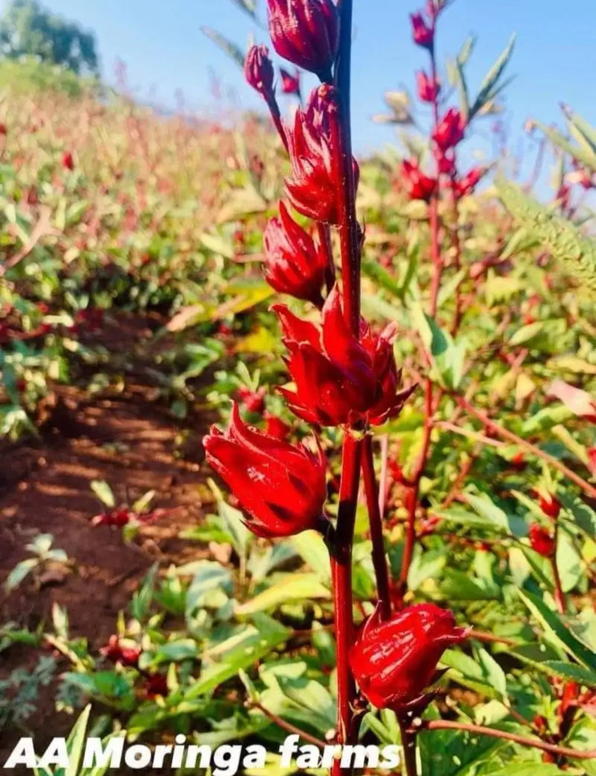 Bulk Hibiscus seeds