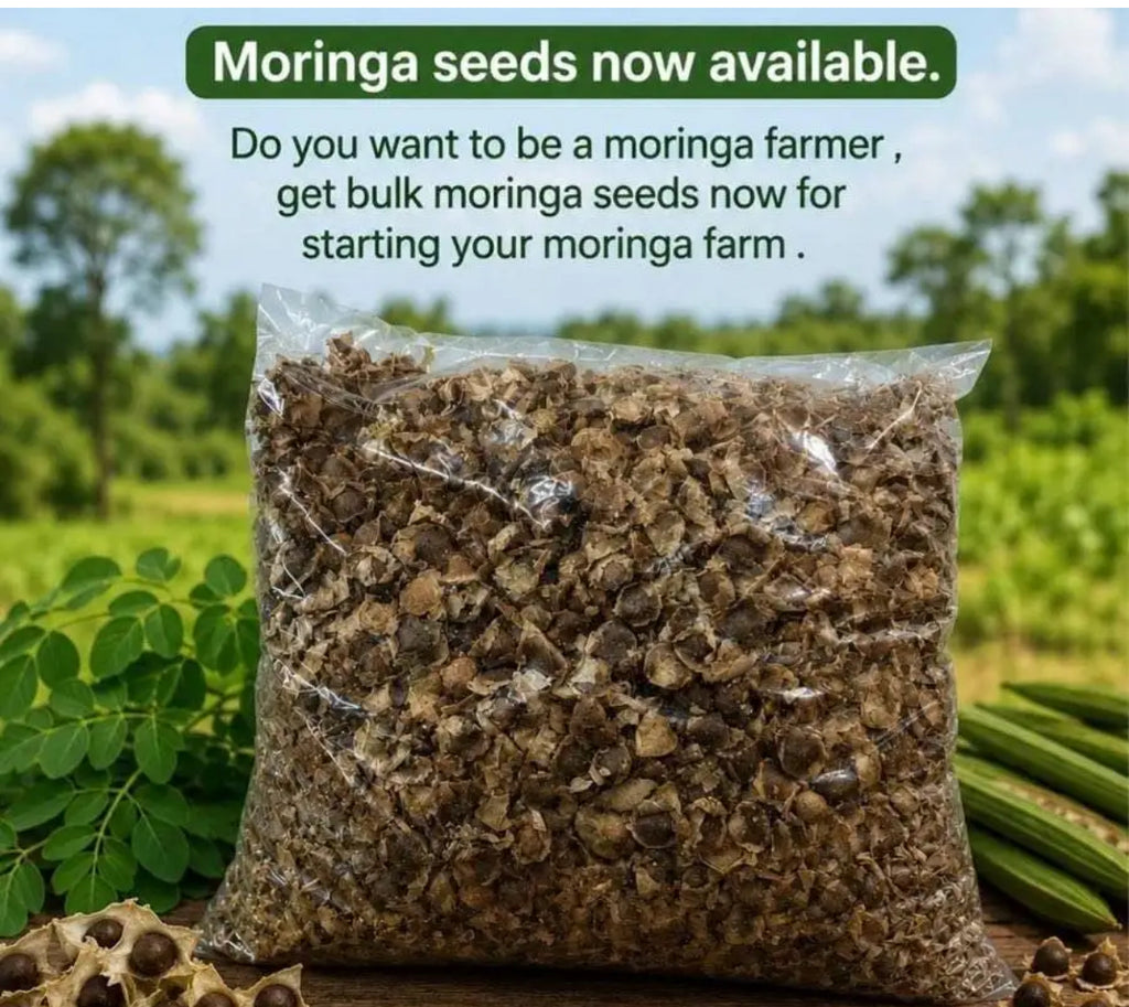 Bulk Moringa seeds